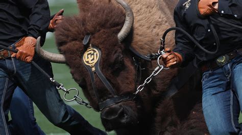 Colorado buffalo mascot name